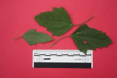 Click for 7 image(s) for this accession. HABITAT
